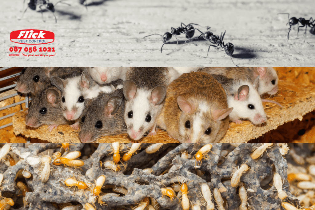 Three tiers of pests top layer is black ants, middle layer is rodents and the bottom layer is termites. The Flick pest logo appears on the top RHS of the image