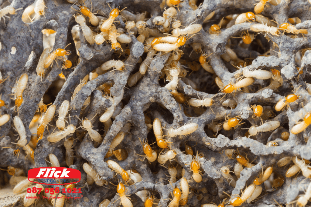 Flick Sept 2025 blog post web image | Flick Pest Subteranean termites in a termite mound with the Flick logo on the bottom left hand side of the image