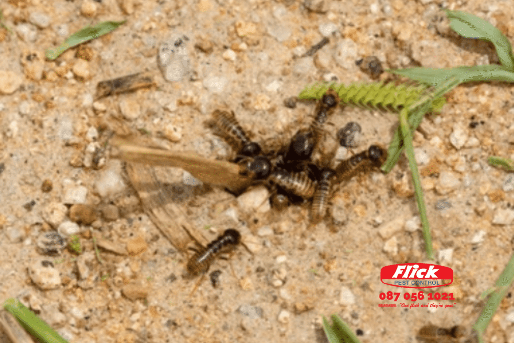 Flick November 2025 blog post web image | Flick Pest Close up of harvester termites on a lawn with the Flick logo on the bottom right hand side